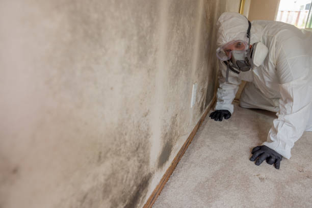 Best Mold Prevention Services in Souderton, PA